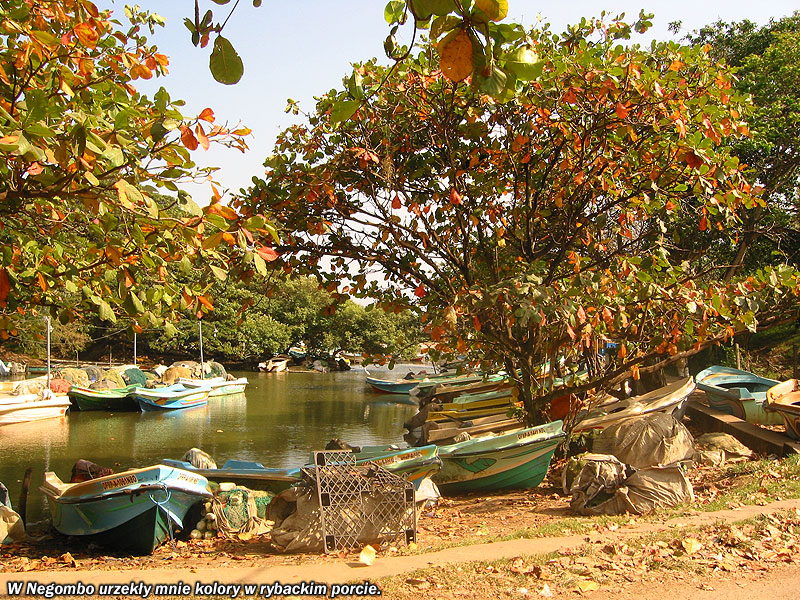 W Negombo urzekły mnie kolory w rybackim porcie