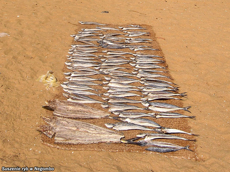 Suszenie ryb w Negombo