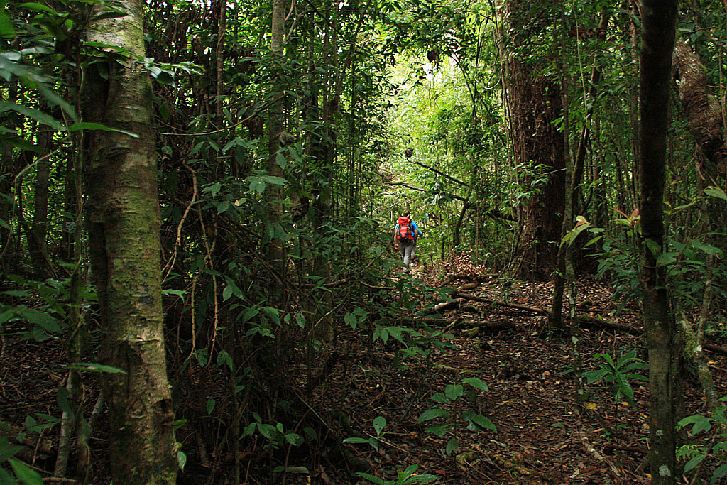 Walking through the rainforest between POS1 and POS3